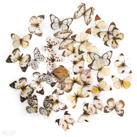 Naklejki PET Motyle 40szt Black&white DPNK-246 Dalprint